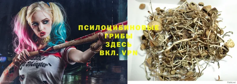 где найти   МЕГА ссылка  Псилоцибиновые грибы Magic Shrooms  Дубна 